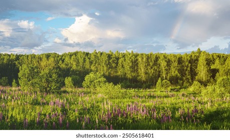 Sunrise or sunset on a field with purple lupines on a cloudy sky and birch trees in the background in summer. Landscape. Vintage film aesthetic. - Powered by Shutterstock