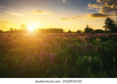 Sunrise or sunset on a field with purple lupines on a cloudy sky background in summer. Landscape. Vintage film aesthetic. - Powered by Shutterstock