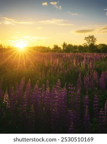 Amanecer o atardecer en