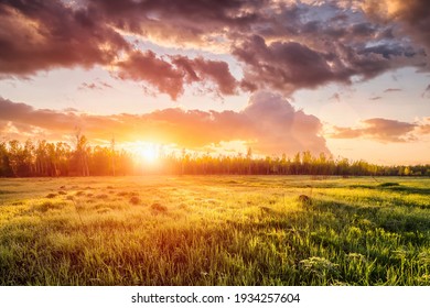 Sunrise or sunset in a spring field with green grass covered with a dew, fog, birch trees and coudy sky. Sunbeams making their way through the clouds.