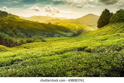 Sunrise Of Tea Plantation In Cameron Highland, Malaysia.