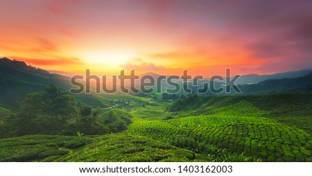 Sunrise of tea plantation in Cameron Highland, Malaysia. 