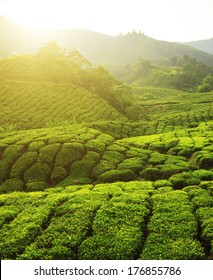 Sunrise At Tea Plantation Landscape, Cameron Highlands, Malaysia.