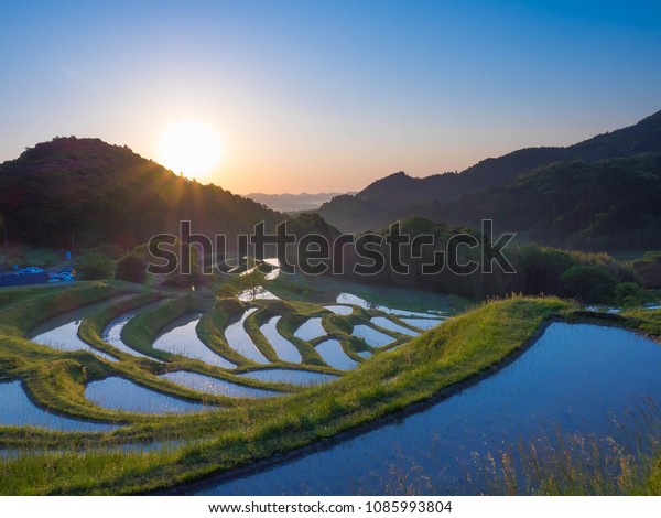 Sunrise Terraced Ricefields Oyama Senmaida Chiba Stock Photo Edit Now