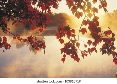 Sunrise Through Autumn Leaves, New England