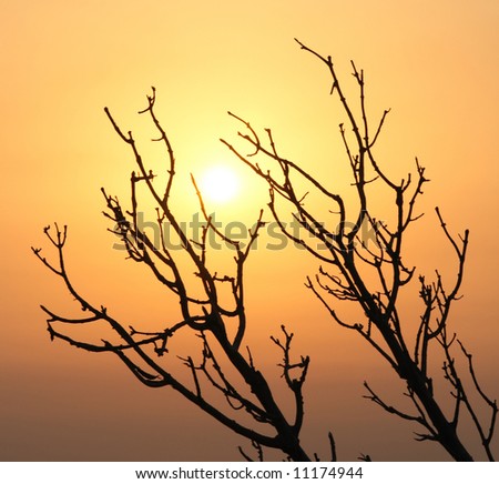 Sunrise through the branches
