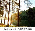 Sunrise through pine trees on Lake 