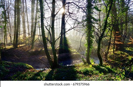 Sunrise through trees. (2)