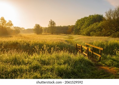 Sunrise turns the field and sky yellow. A dreamy immage with morning mist between the trees and grass 