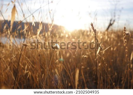 Sunrise upon a field in Brandenburg