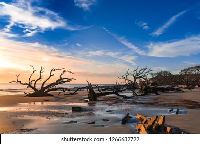 Sunrise view of Driftwood Beach in Jekyll Island, Georgia. Driftwood is popular with its long beach full of dead tree roots along ocean.