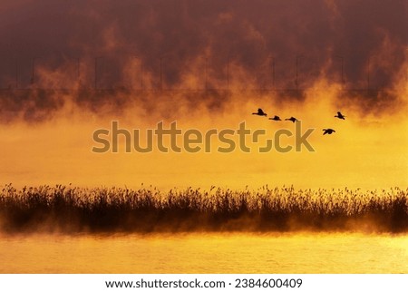 Sunrise view of five ducks flying on Bukhan River with water plant and fog at Joan-myeon near Namyangju-si, South Korea
