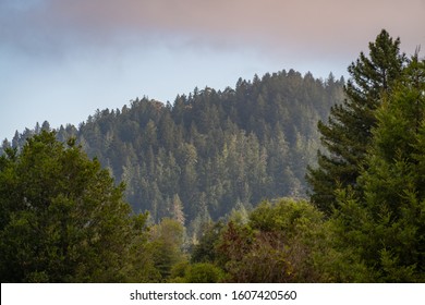 Sunrise View Of Henry Cowell Redwoods State Park During A Forest Fire