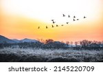 Sunrise view of Hwapocheon Wetland Ecological Park with flying ducks in the sky in winter near Gimhae-si, South Korea 
