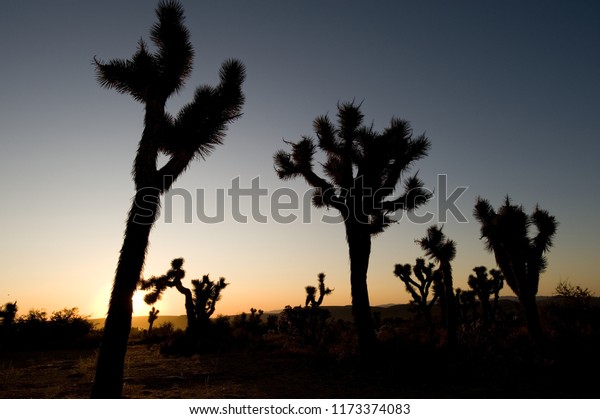 Sunrise View Joshua Trees Pioneer Town Stock Photo Edit Now