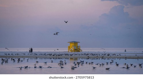 Sunrise  view of Siesta Key Beach with yellow lifeguard stand and pink sky and many birds