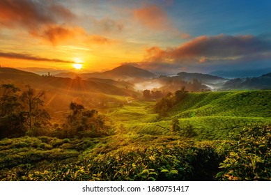 Sunrise view of tea plantation landscape at Cameron Highland, Malaysia.