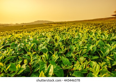 Sunrise View Of Tea Plantation Landscape