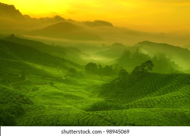 Sunrise view of tea plantation landscape at Cameron Highland, Malaysia. - Powered by Shutterstock