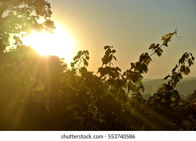 sunrise and vine branch - Shutterstock ID 553740586