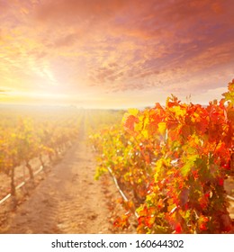 Sunrise In Vineyard At Utiel Requena Tempranillo Bobal Grape Vineyards Spain