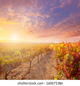 Sunrise In Vineyard At Utiel Requena Tempranillo Bobal Grape Vineyards Spain