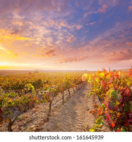 Sunrise In Vineyard At Utiel Requena Tempranillo Bobal Grape Vineyards Spain