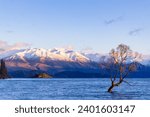 Sunrise at the Wanaka Tree in New Zealand