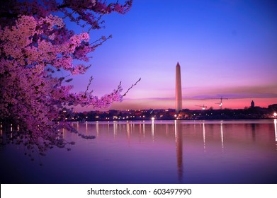 Sunrise Washington DC Cherry Blossoms