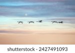 At sunrise a Wedge of swans begins their migration back to Alaska after wintering in the valley. The Skagit Valley supports the largest concentration of wintering Trumpeter Swans in North America.