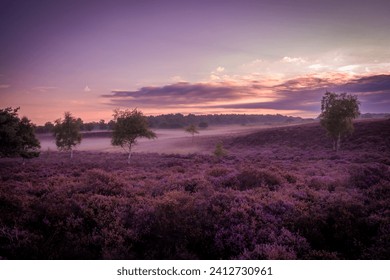 Sunrise at Westleton Heath with a low mist over the colourful heather
