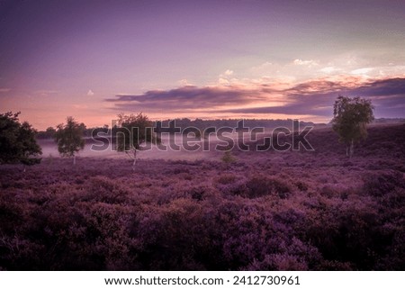Sunrise at Westleton Heath with a low mist over the colourful heather