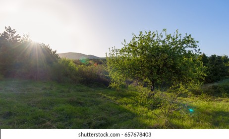 Sunrise with wild apple tree