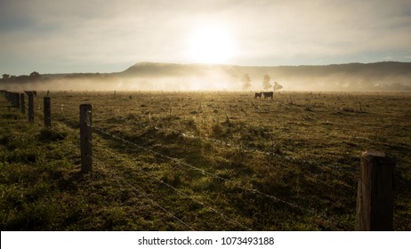 Sunrise Winter Morning Of A Cattle Farm Landscape With A Cow And Her Calf Amongst The Misty Fog