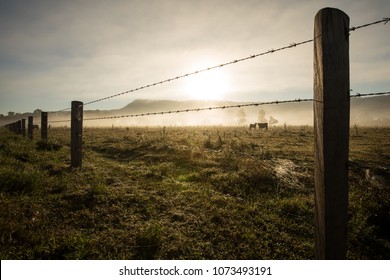 Sunrise Winter morning of a cattle farm landscape with a cow and her calf behind a barbed wire fence and amongst the misty fog 
