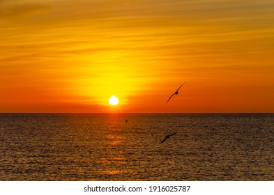 The sunrise.Gulls over the sea.Early morning over the ocean. - Powered by Shutterstock