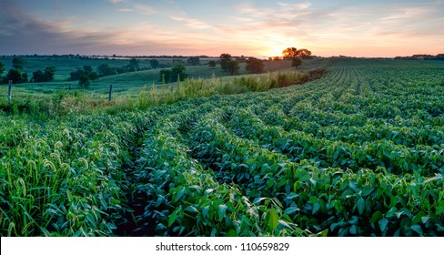 Sunrising On Soy Bean Field