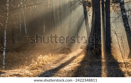 The sun's rays break through tree branches and slight fog. Sunny morning in a forest or park. Walk in nature.