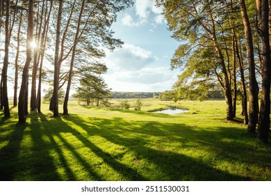 The sun's rays break through the trunks of pine trees onto the green forest floor. Green grass glistens in the sun. Polissia region, Ukraine, Europe. Photo wallpaper. Discovery the beauty of earth. - Powered by Shutterstock