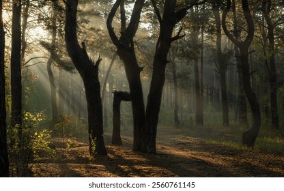 The sun's rays are breaking through the tree branches. Nice, sunny weather for hiking in nature.