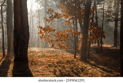 The sun's rays are breaking through the tree branches. The dried oak leaves glow orange. A pleasant walk in the forest on a sunny morning.