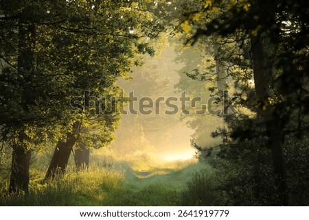 The sun's rays fall on a forest path on a foggy spring morning, June, Poland.