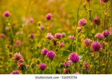  the sun's rays fall on the wet grass and flowers. 