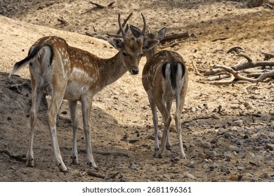 The sun's rays fall softly on the earth, and two sika deer stand side by side, seemingly oblivious to time. Their tranquility evokes the essence of nature.