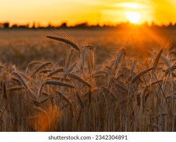 The sun's rays illuminate the ears of wheat so that the glare remains and the rays themselves can be seen. The black silhouettes of the trees along the edges are lit with an orange border. - Powered by Shutterstock