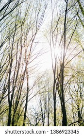 The sun's rays pass through the branches of tall trees with young green leaves