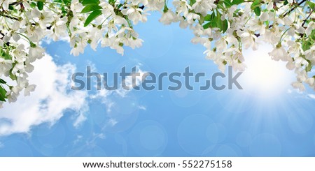 The sun's rays shine through the flowering branches of cherry. Spring flowering natural background. Panorama. Beauty of nature awakening.