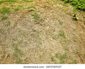 Sun-scorched lawn patch with mixed brown and green areas; close-up view of dry turf and emerging weeds.