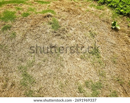Sun-scorched lawn patch with mixed brown and green areas; close-up view of dry turf and emerging weeds.