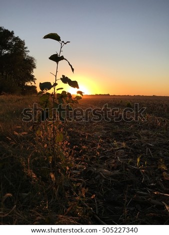 Sunset